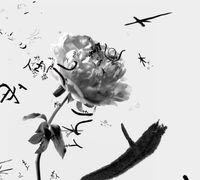 Grain Rain Series-Flower with Flying Text 5 by Hung Keung contemporary artwork moving image