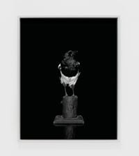 Magpie (Camera) (II) by Sarah Jones contemporary artwork photography