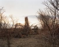 Looking North from a Cane Break, Near Walnut Trees Road, Towards Nook Road, on a Late March Afternoon, The Meadows, Northampton, Massachusetts, March 2007 by Joel Sternfeld contemporary artwork photography, print