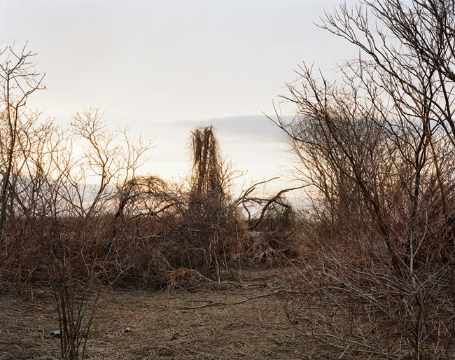 Looking North from a Cane Break, Near Walnut Trees Road, Towards Nook Road, on a Late March Afternoon, The Meadows, Northampton, Massachusetts, March 2007 by Joel Sternfeld contemporary artwork