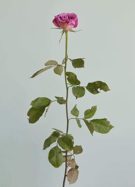Untitled #12 from the series Rose is a rose is a rose by Heeseung Chung contemporary artwork