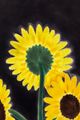 A sunflower with lots of heads by Andrew Sim contemporary artwork 5