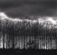 Nesting Colony, Bourgogne, France by Michael Kenna contemporary artwork photography