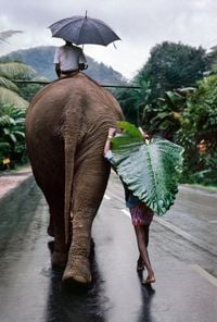 A young man walks next to an elephant, Kandy, Sri Lanka by Steve McCurry contemporary artwork photography