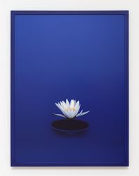 Lotus Bowl by Sarah Charlesworth contemporary artwork photography