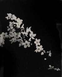 Kirschblüten by Steffen Diemer contemporary artwork photography