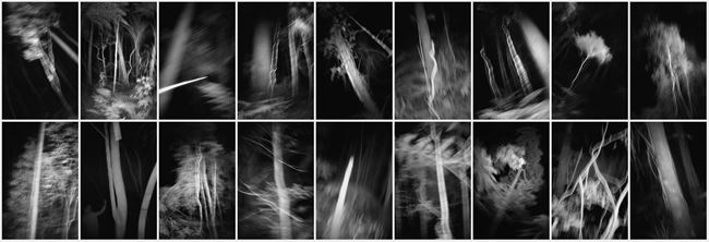 Noctural Assembly III, Trounson Kauri Forest, Northland by Anne Noble contemporary artwork