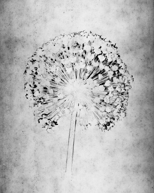 Allium II by Walter Schels contemporary artwork