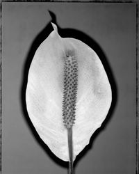 Spathiphyllum by Gian Paolo Barbieri contemporary artwork photography