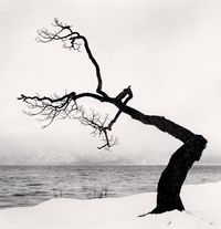'Kussharo Lake Tree, Study 15', Kotan, Hokkaido, Japan by Michael Kenna contemporary artwork photography
