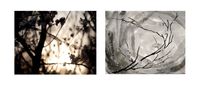 2nd Climate: Insects Awakening by Chu Chu contemporary artwork works on paper, photography