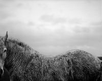 Ellezelles by Stephan Vanfleteren contemporary artwork photography
