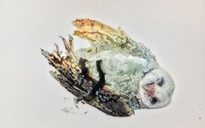 Ida Applebroog, Owl (2018) (detail). Ultrachrome ink and gel on mylar. 83.8 x 111.8 cm. © Ida Applebroog. Courtesy Hauser & Wirth. Photo: Emily Poole.