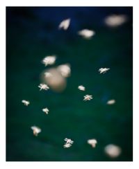 Song Sting Swarm #16 by Anne Noble contemporary artwork photography