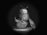 Dead Bee Portrait #8 by Anne Noble contemporary artwork photography