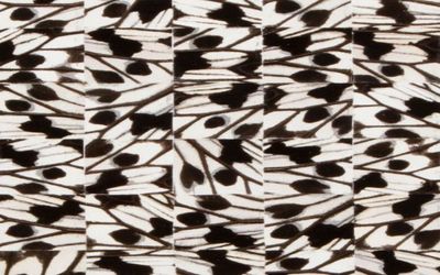 Gabriel de la Mora, 225 II – I.I.SSP.I. (2021) (detail). Idea Idea SSP Idea butterfly wings mosaic on museum cardboard. Framed: 35 x 35 x 6 cm. Courtesy the artist and Perrotin.Image from:3 November–23 December 2021Gabriel de la MoraLepidopteraView ExhibitionFollow ArtistEnquire