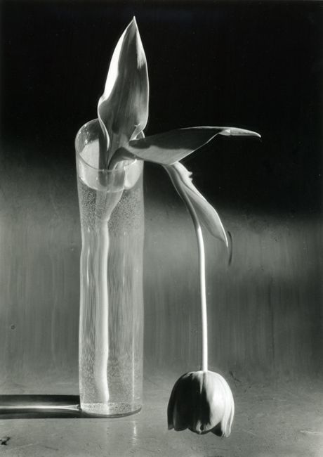 Melancholic Tulip by André Kertész contemporary artwork