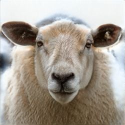 Hirofumi Katayama, sheep 0111 (2023). ©︎Hirofumi Katayama. Courtesy TARO NASU