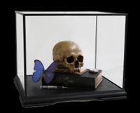 Memento Mori with Heilige Schrift and Morpho Didius by The Connor Brothers contemporary artwork sculpture