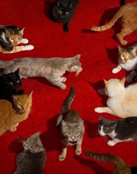Cats by Alex Prager contemporary artwork photography