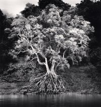 'Kokdua Tree and Exposed Roots', Mekong River, Luang Prabang, Laos by Michael Kenna contemporary artwork photography, print