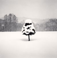 Snow Parfait Tree, Wakoto, Hokkaido, Japan by Michael Kenna contemporary artwork photography