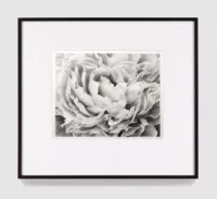 Study of Peonies/Horz by Robert Longo contemporary artwork works on paper, drawing