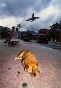 Memories of a Dog, Hong Kong by Birdy Chu contemporary artwork photography