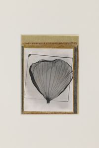 Botanical specimen by Paolo Gioli contemporary artwork works on paper, photography