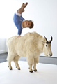 The Strength of One Hand (With Canadian Mountain Goat) by Patricia Piccinini contemporary artwork 1