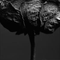 Untitled#2, from the series '28 Roses B/W' by Gilbert Hage contemporary artwork photography
