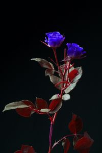 #8 Rose by Tanja Lažetić contemporary artwork photography
