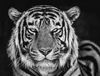 The Cave by David Yarrow contemporary artwork photography