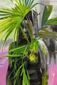 Breadfruit by Cosmo Whyte contemporary artwork 2