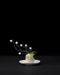 Plant #45 by Nina Katchadourian contemporary artwork sculpture
