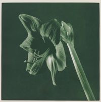 Untitled [Amaryllis]. From the Portfolio 'Flowers' by Robert Mapplethorpe contemporary artwork photography