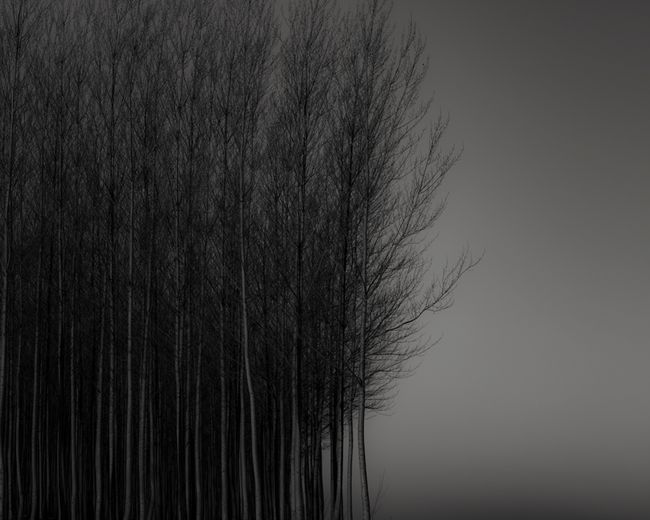 Clustered Trees, Pre-dawn, Oregon by Jeffrey Conley contemporary artwork