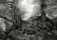 The Yews of Wakehurst by Beth Moon contemporary artwork photography