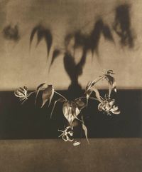 UNTITLED (FLOWERS) FROM THE PORTFOLIO 'FLOWERS' by Robert Mapplethorpe contemporary artwork photography