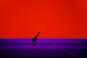 Giraffe by Pete Turner contemporary artwork 1