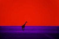 Giraffe by Pete Turner contemporary artwork photography