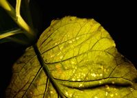 Spring Odyssey : Spot II by Elise Morin contemporary artwork photography