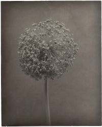 Allium I by Walter Schels contemporary artwork photography