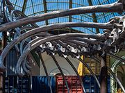 Jurassic art: Huang Yong Ping’s 'Empires' fills the nave of Paris' Grand Palais 