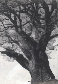 Drawing of Old Trees during wintry days 2007-2014 by Patrick Van Caeckenbergh contemporary artwork works on paper