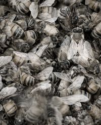 Song Sting Swarm #8 by Anne Noble contemporary artwork photography