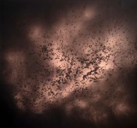 Copper Fire Flies (Starling) by William Mackrell contemporary artwork painting