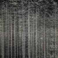 Forest Edge by Jeffrey Conley contemporary artwork photography