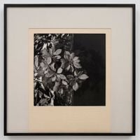 Poinsettias by Robert Mapplethorpe contemporary artwork photography