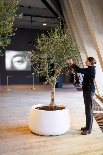 Yoko Ono, Wish Trees for London (2024). Exhibition view: Yoko Ono: Music of the Mind, Tate Modern, London (15 February–1 September 2024). Photo: © Tate, Reece Straw.